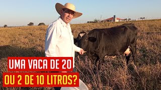 Qual é melhor? Uma VACA de 20 ou duas de 10 litros de LEITE por DIA!