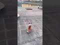 little corgi skateboarding corgi skateboarding dog dog skills 1736159388206