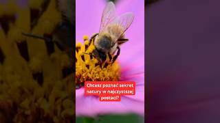 Jak Pszczoły Tworzą Płynne Złoto? 🌸🐝🍯