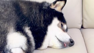 舌をしまい忘れた柴犬