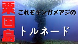 まだまだ群れるんです！！期間限定の催し　粟国島のギンガメアジ群！　中々狙って見れないギンガメアジのトルネードは圧巻の一言！