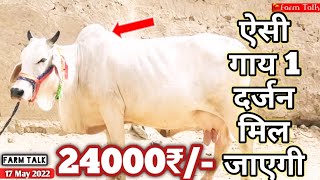 24000₹/- पीतल के मोल में सोना 👍 Tharparkar Cow स्वेतसुन्दरी गौमाता👍 Jasvindra Ji📲6367866973 #DesiCow