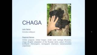 2   David Wolfe Presents CHAGA  King of the Medicinal Mushrooms