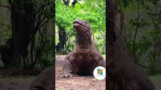 Komodo Dragon Compilation - eating goat alive