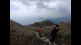 大東山季節限定--芒草