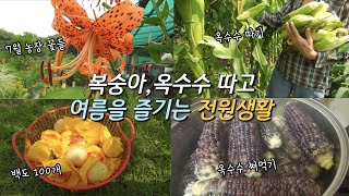 신나는 전원생활 | 백도 100개 수확하고, 흑찰옥수수 수확,오이,토마토,각종 채소들 수확하고, 새참으로 옥수수 바로 쪄먹기,전원생활 추천하는 현실적인 이유! 전원생활 꿀팁