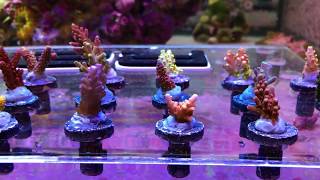 Fraghouse Corals Frag Pack Unbox