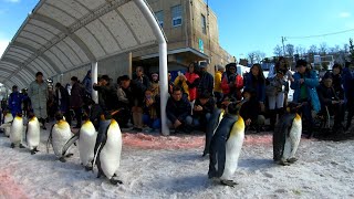 2019 0316 ペンギンの散歩 冬の旭山動物園2019