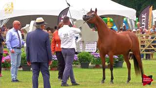 N.185 JOHARA MORAB - Bruges 2018 Int B - 7-9 Years Old and Older Mares (Class 114)