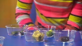 Childhood Taste Test | Horizon: The Truth about Taste | BBC Earth Science