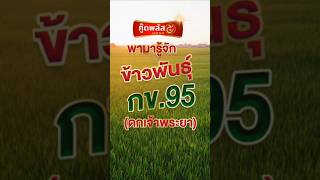 ข้าวพันธุ์ กข 95  ทำไมฉายา (ดกเจ้าพระยา) กู๊ดพลัส มีคำตอบ