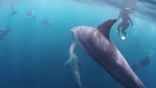 御蔵島へ♪　～ドルフィンスイム～　To Mikurajima♪ ～Dolphin swim～