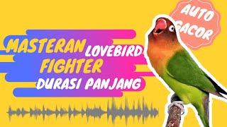 Masteran Lovebird Fighter Durasi Panjang Bikin Lovebird Jantan Fighter Ngekek Panjang