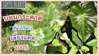 อัพเดท​ บอนกระดาดด่างขาว​ หลังจากเลี้ยงแดด100% วัสดุปลูก​ วิธีดูแลและการเลือกต้น​