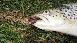 Watfischen auf Meerforelle  im Kleinen Belt Juli 2015