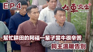 幫忙耕田的阿福一輩子當牛很辛苦 飼主溫暖告別｜牛車來去 EP4精華