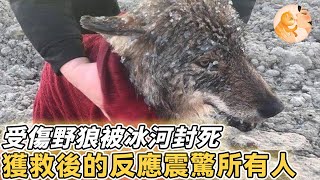 瀕死野狼受傷被衝進冰河，變成冰棍失去心跳，被好心人奇跡救活後的反應讓人震驚#野生動物 #真實故事 #即新聞 #奇跡 #感人故事 #拯救 #偉大 #不可思議 #野狼