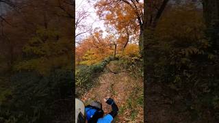 『船形山』宮城、山形県にまたがる船形連邦の主峰の山です。上の方は紅葉始まってます。23.10.20