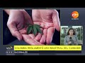 Estas son las reglas para el uso industrial del cannabis en Colombia | Canal Institucional