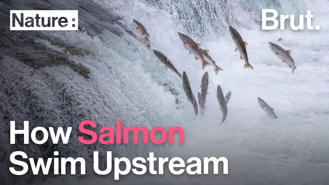 How Do Salmon Swim Upstream