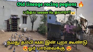 Old lineage racing pegions🔥நமது தம்பி Hari இன் புறா கூண்டு😍ஓர் பார்வைக்கு 😍 | PURA PIRIYAN VLOG |