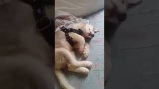 #sleeping #husky #shortsviral #trending #shortsfeed #doglover