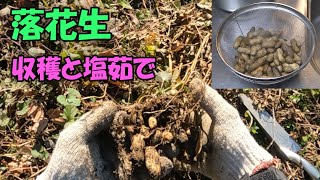 【落花生】落花生の収穫と塩茹で