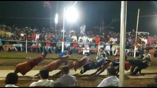 kambavali at kasaragod... tug of war