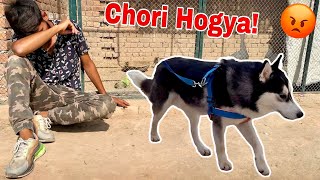 Husky Dog Chori Ho Gya!😰ll Waseem Ny Bhot Bura Prank Kia💔