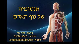 אנטומיה בקורס מדריכים - חלק ראשון