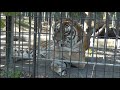 2012年10月18日　おびひろ動物園　アムールトラ　タツオ