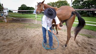 JAK NAUCZYĆ KONIA PODNOSIĆ NOGI?🐴 #05