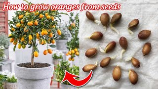 How to grow oranges from seeds germinate after 5 days