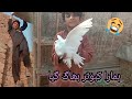 hmara aik pigeon ghayab 🙁 | Multan vlog baap beta | new vlogs