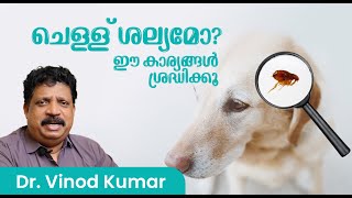 ചെള്ള് ശല്യമോ? ഈ കാര്യങ്ങള്‍ ശ്രദ്ധിക്കൂ..... | Dr. Vinod on Fleas, Ticks, and Other Pests in Pets.