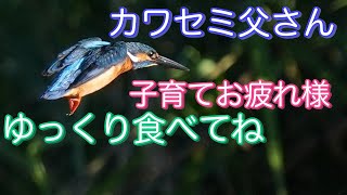 カワセミ父さんお疲れ気味。でも飛翔は全速力！[Common Kingfisher]