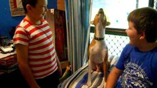 basenji howling