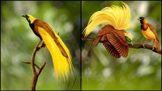 Greater Bird of Paradise (HD1080p)