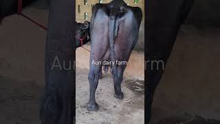 14 to 16 litars heavy pure banni Buffalo  from aun dairy