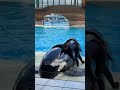 makaio and trua show orca encounter seaworld seaworldorlando orcaencounter orca