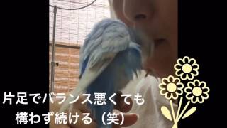 Vol.99『羽繕い中のインコにセクハラをする飼い主』セキセイインコのサクちゃん