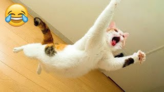 Funniest Animals 😄 New Funny Cats and Dogs Videos 😹🐶 - Part 14