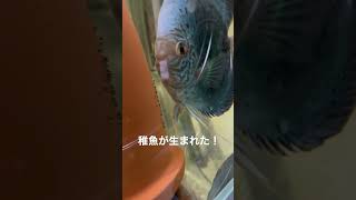 【アクアリウム】ディスカスの日常(稚魚誕生！)