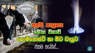 super Cattle Farming,BST Saman, Biogas,සත්ව පාලනය බෝගාව ජීවවායුව නිවැරදිව