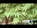 Oklahoma authorities face increasing problems with marijuana industry