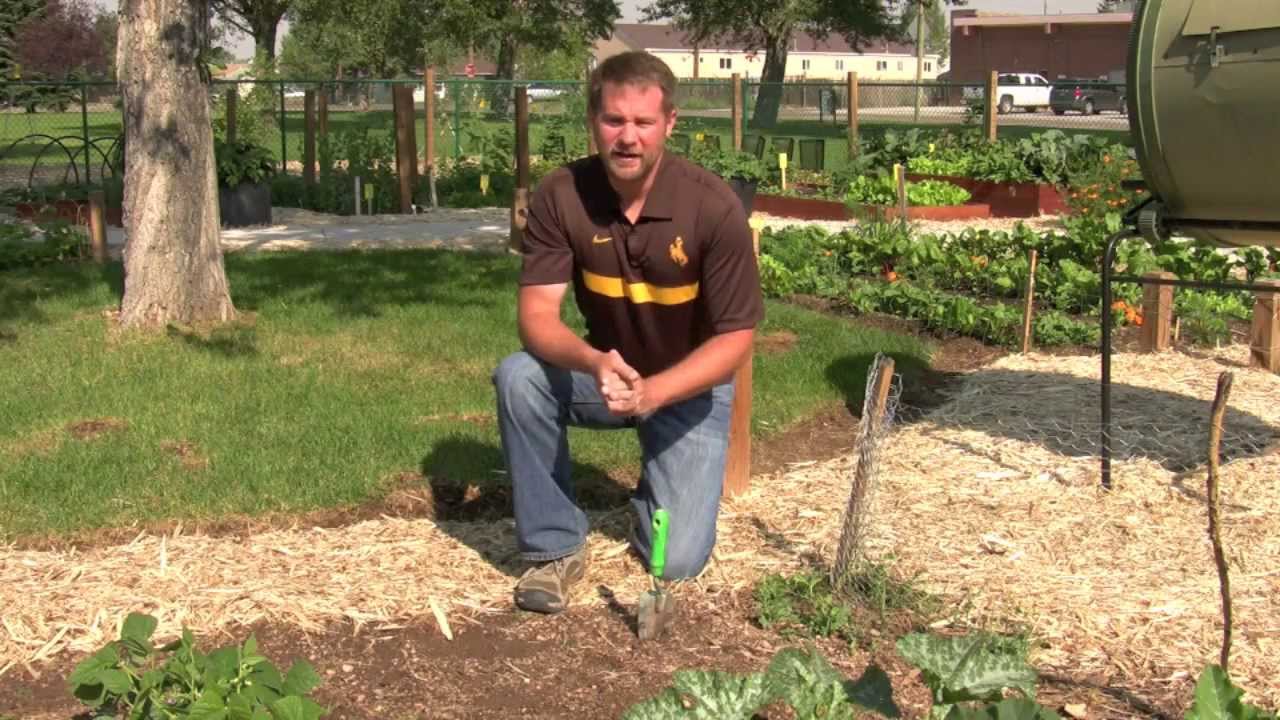 Watering Your Vegetable Garden Youtube