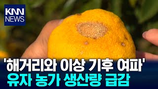 유자 농가 이중고, 이상기후 여파 생산량 급감 / KNN