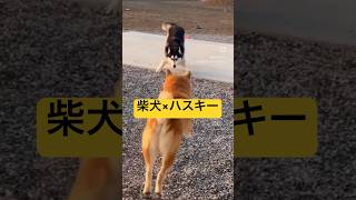 相反する2人が兄弟になると息がピッタリ #dog #shibaken #shibainu #柴犬 #ハスキー#siberianhusky # #おもしろ動画