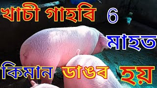 গাহৰি পালন ।। খাচী গাহৰি 6 মাহত ওজন ।। Deka Livestock