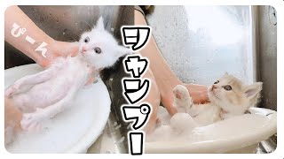 子猫たちがベタベタしていたのでシャンプーしました【保護猫生活36日目】